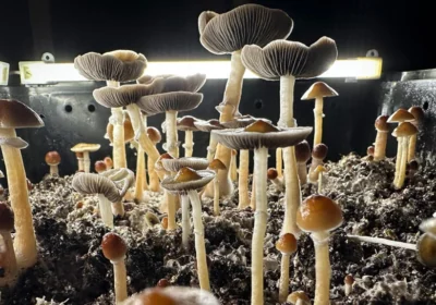 Amanita mushroom gummies vs. Psilocybin gummies – Key differences