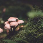 The Emergence of Medicinal Mushrooms in Holistic Health and Wellness