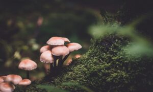 The Emergence of Medicinal Mushrooms in Holistic Health and Wellness