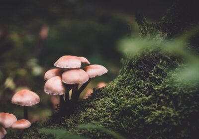 The Emergence of Medicinal Mushrooms in Holistic Health and Wellness