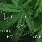 The Science Behind CBD: How It Works in Your Body