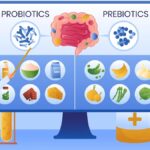 An Explanation of Gut Health: The Function of Probiotics and Prebiotics