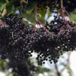 Exploring the Use of Elderberry for Cold Sores: Natural Support for Outbreak Relief
