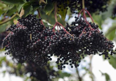Exploring the Use of Elderberry for Cold Sores: Natural Support for Outbreak Relief