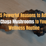 5 Powerful Reasons to Add Chaga Mushrooms to Your Wellness Routine