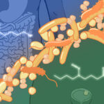 What Naturally Kills Bad Bacteria in the Gut: Easy Ways to Restore Balance