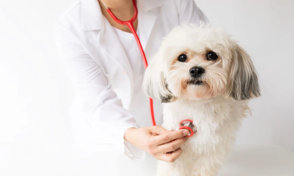 Why Preventive Veterinary Care Saves Money In The Long Run